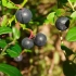 Blueberries prednosti i šteta ljudskim zdravstvenim djelima za zimske recepte